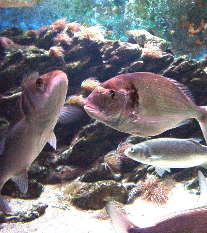 a group of fish in a tank