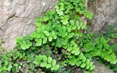 INFORME DE LOCALIZACIÓN, SEGUIMIENTO Y VALORACIÓN DE Adiantum capillus-veneris L. EN EL CASTILLO-FORTALEZA DE SANTA POLA