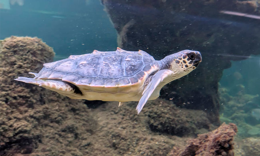 La Fundación Oceanogràfic y el Museo del Mar de Santa Pola colaboran para reforzar la protección del Mediterráneo