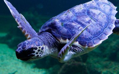 DESDE EL MUSEO DEL MAR A LOS NIÑOS Y NIÑAS DE SANTA POLA: GRACIAS